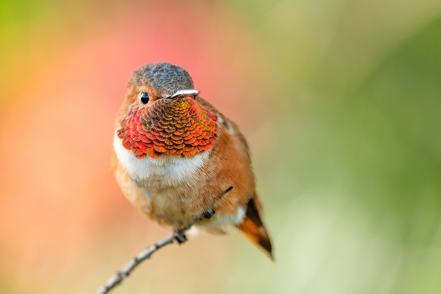 Allen's Hummingbird