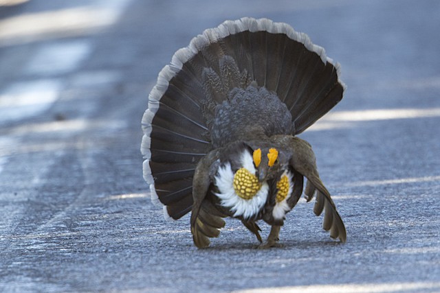 flying blue grouse