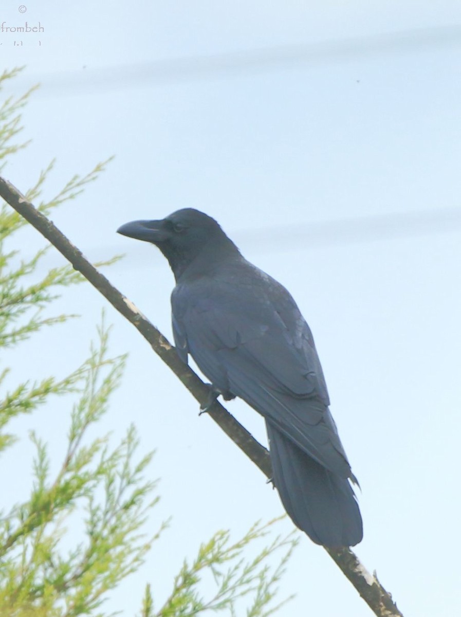 Large-billed Crow - Arnab Pal