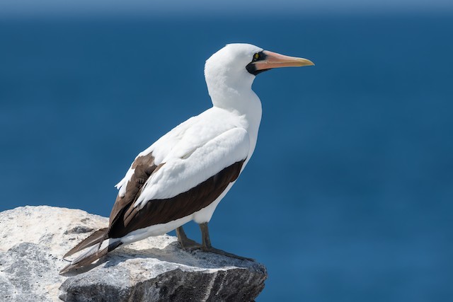 Nazca Booby