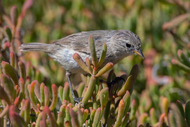 Gray Warbler-Finch