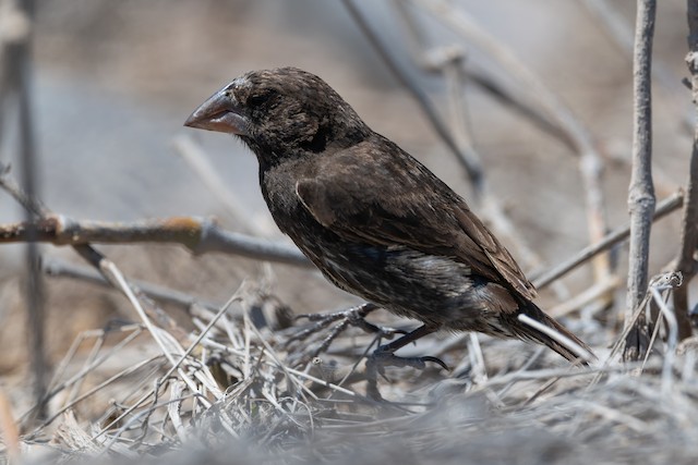 Española Ground-Finch