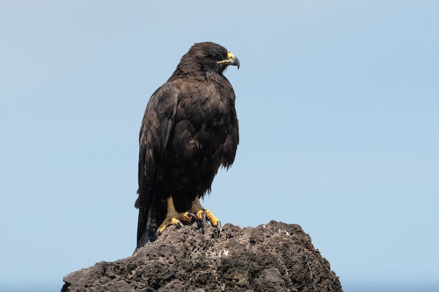 Galapagos Hawk