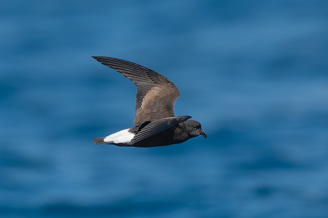 Wedge-rumped Storm-Petrel