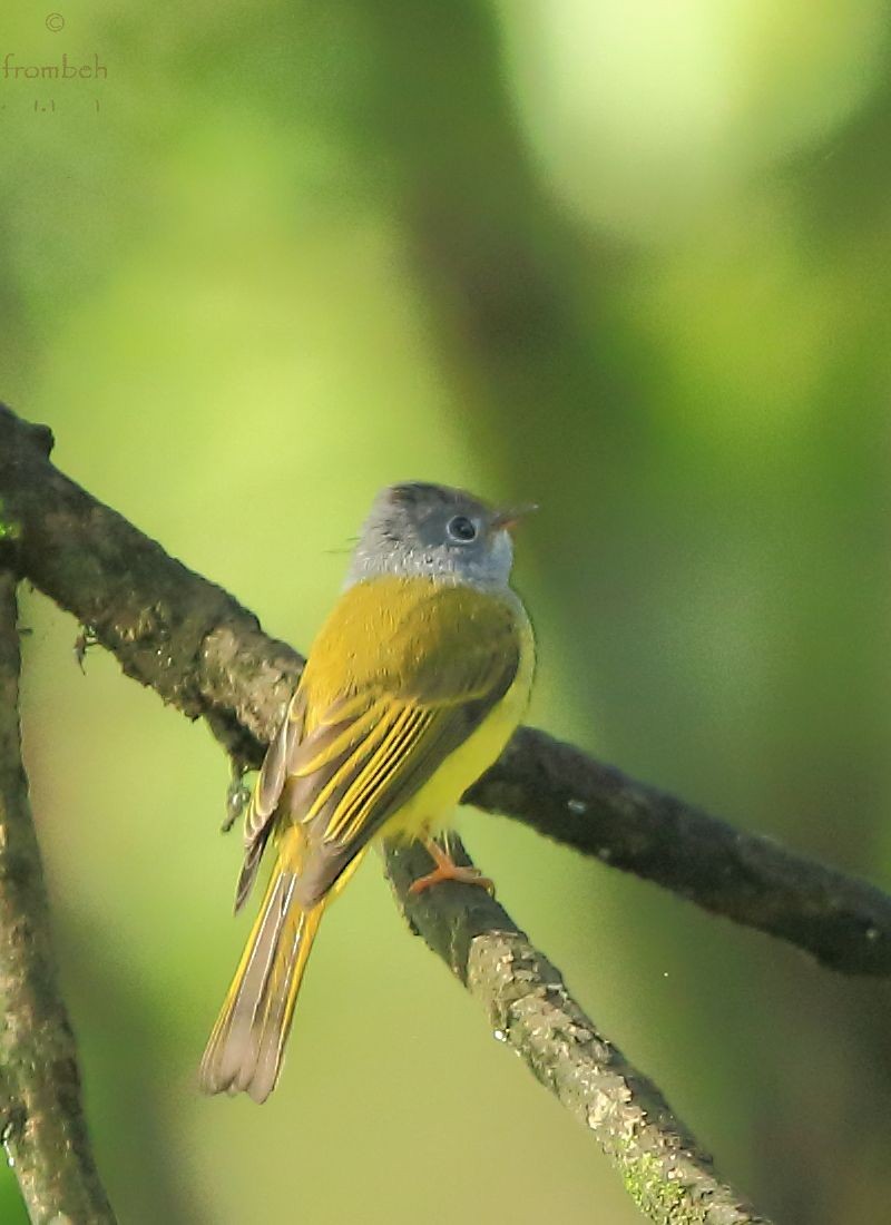 Gray-headed Canary-Flycatcher - Arnab Pal