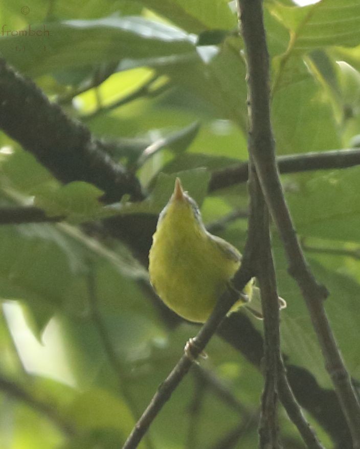 Gray-hooded Warbler - Arnab Pal