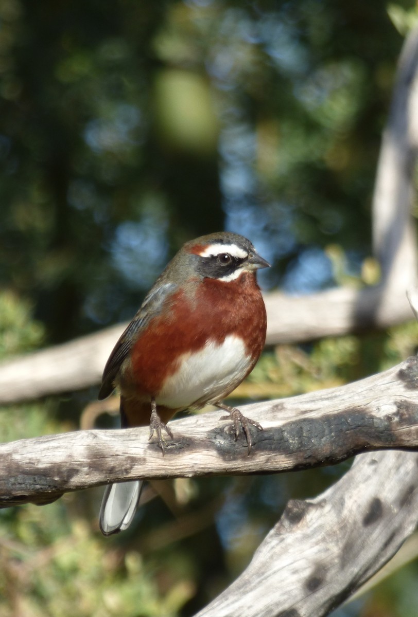 Black-and-chestnut Warbling Finch - ML62774561