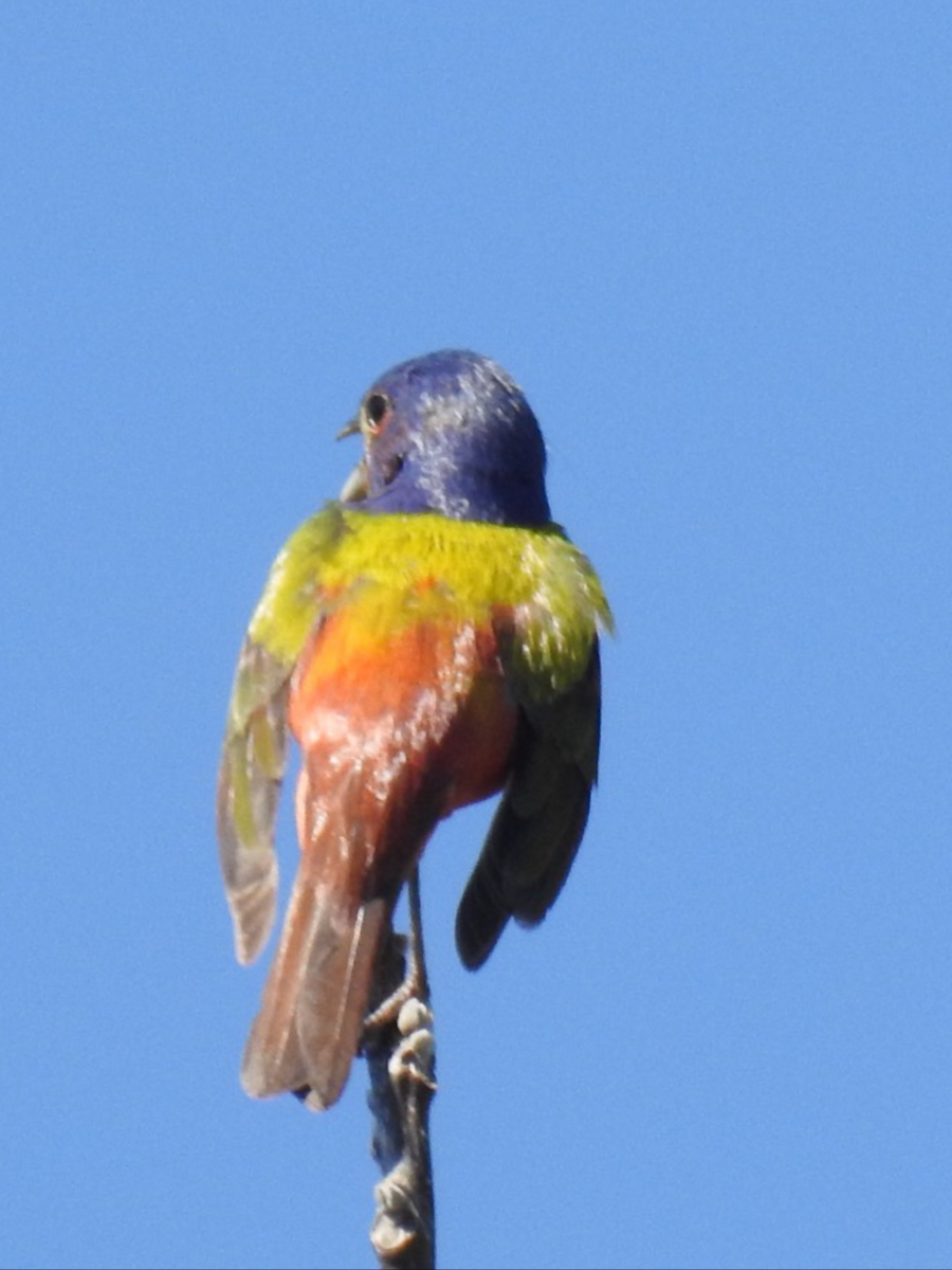 Painted Bunting - Daron Patterson