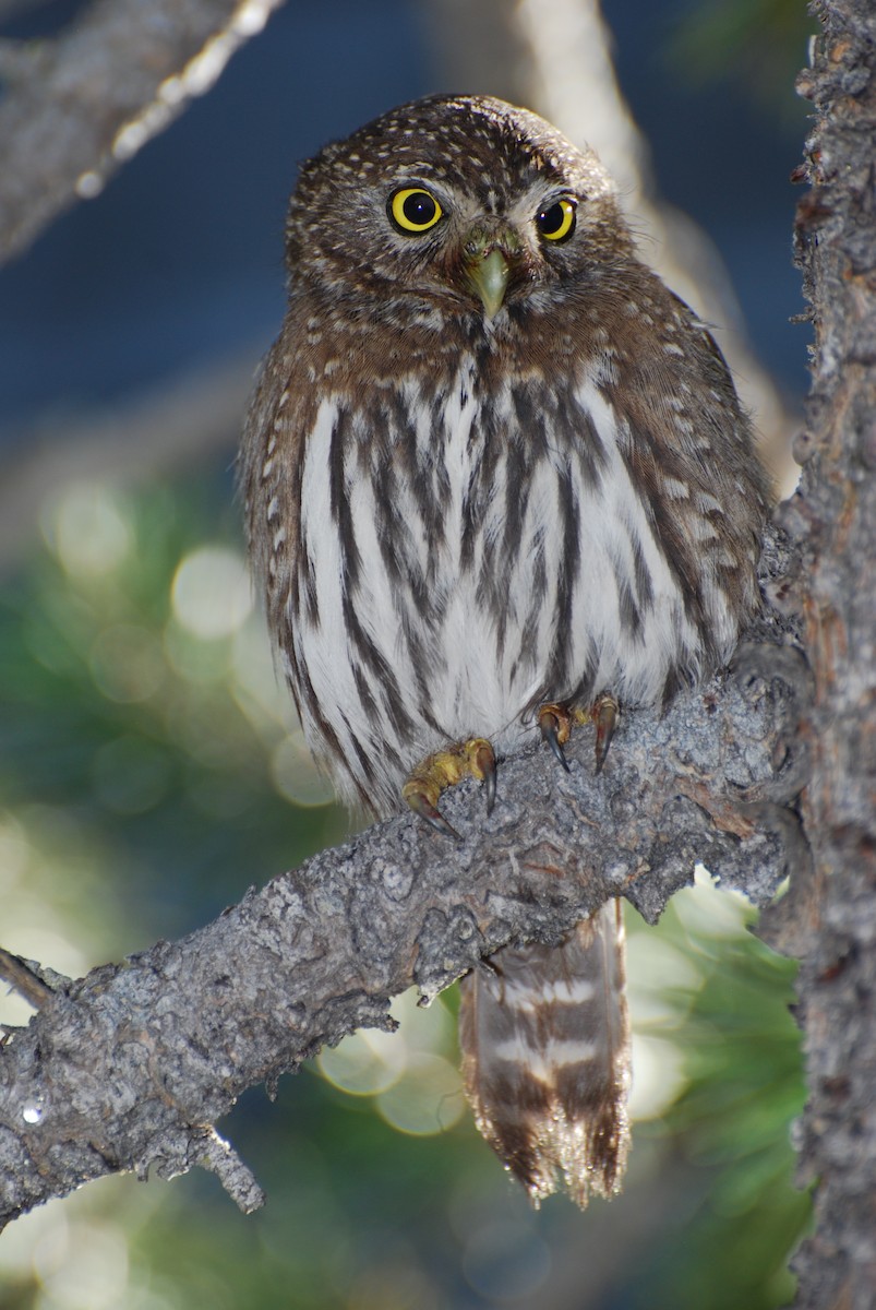 Northern Pygmy-Owl - Sasha Torman