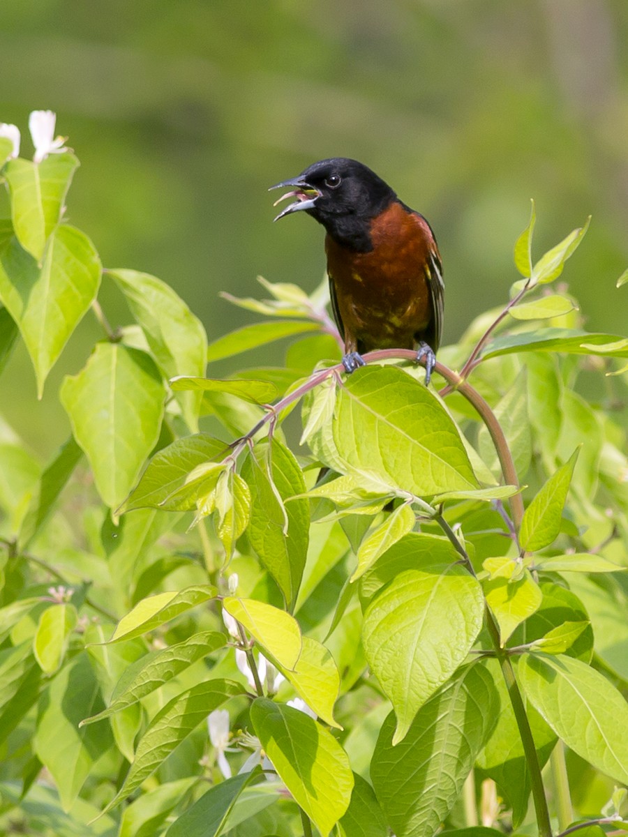 Orchard Oriole - ML62778701