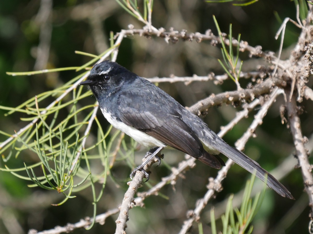 Willie-wagtail - Peter Lowe