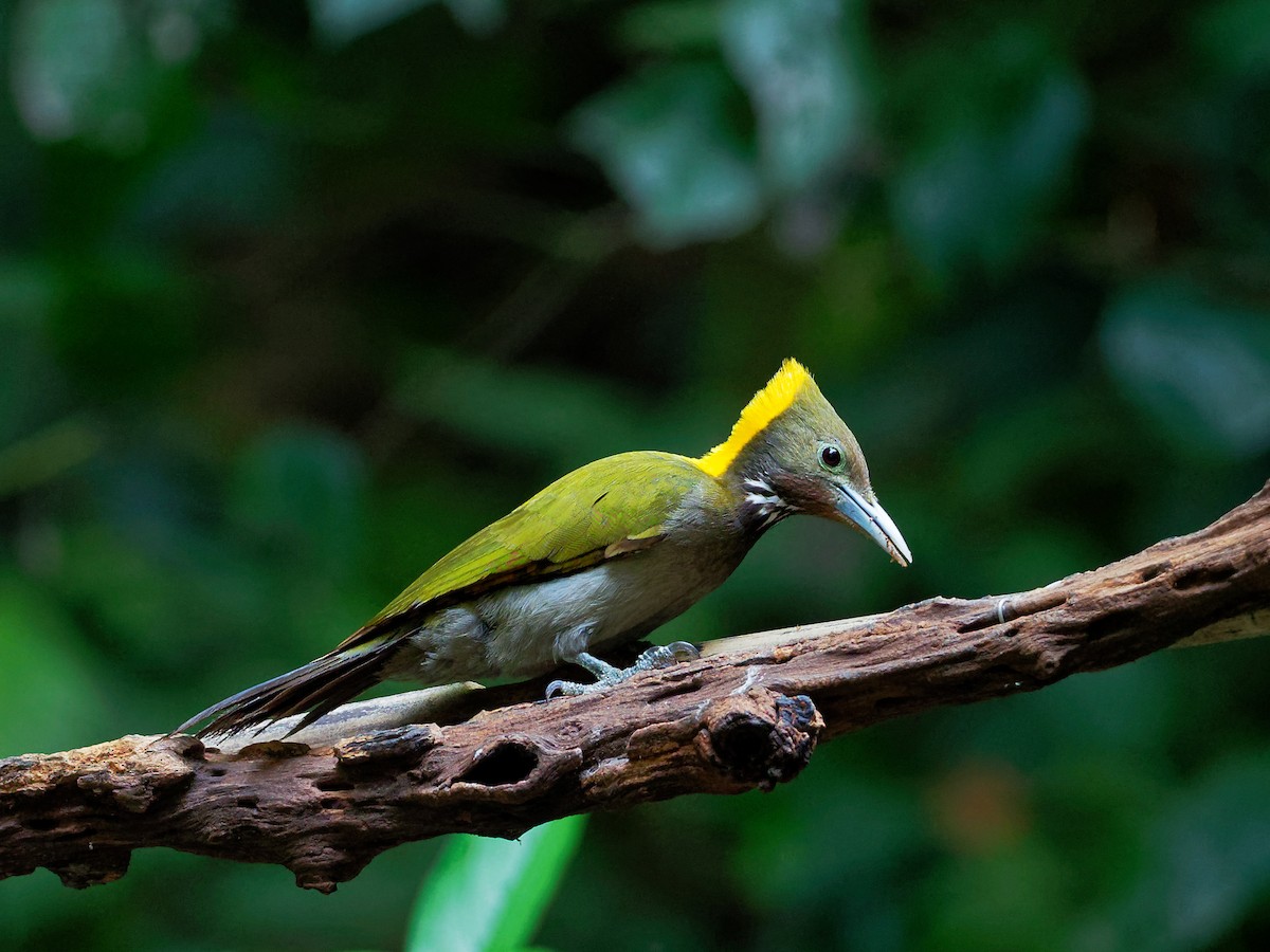 Greater Yellownape - Vincent Wang