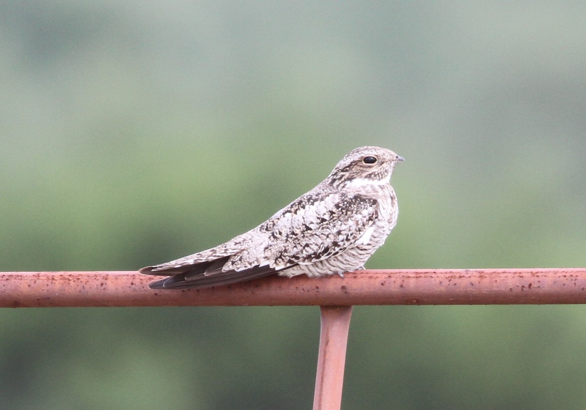 Common Nighthawk - Don Coons
