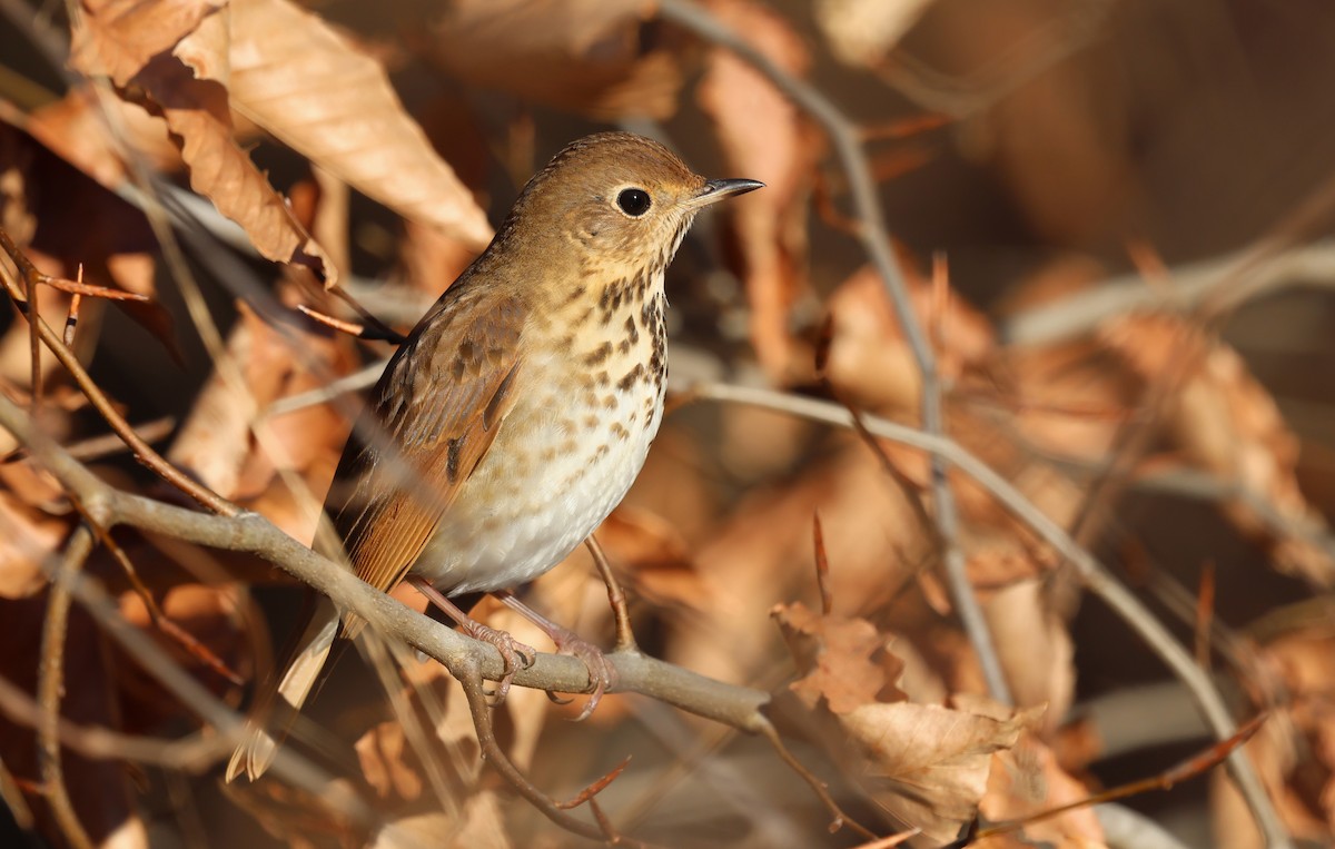 Hermit Thrush ML627862322
