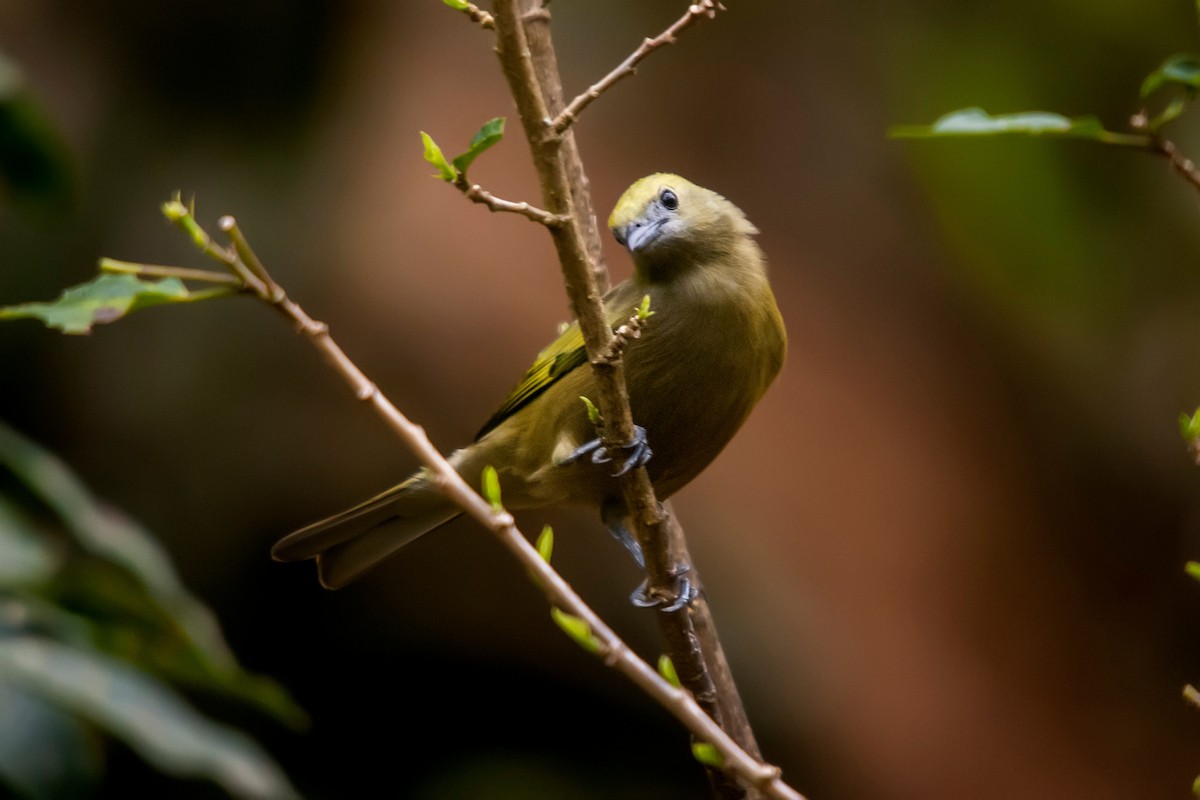 Palm Tanager - ML62788181