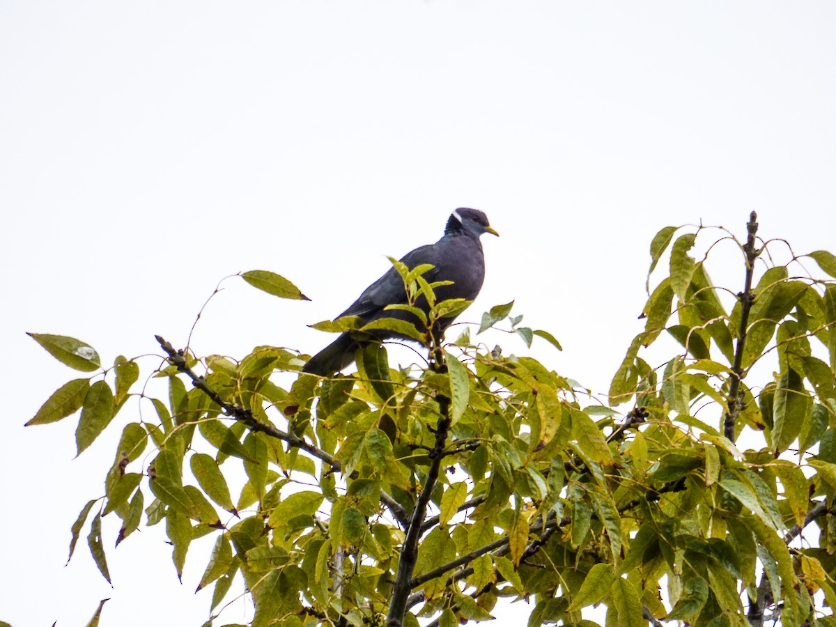 Band-tailed Pigeon - Diego Rocha Lopez
