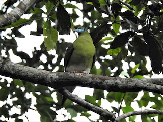  - Yellow-vented Green-Pigeon