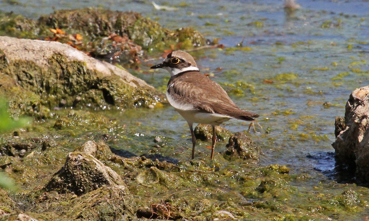Little Ringed Plover - Paul Lewis