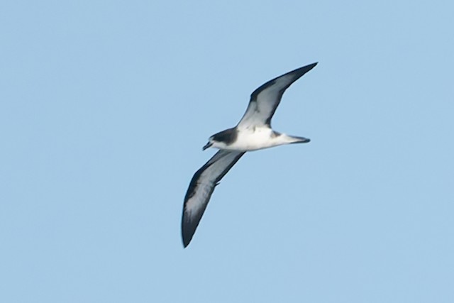 Galapagos Petrel