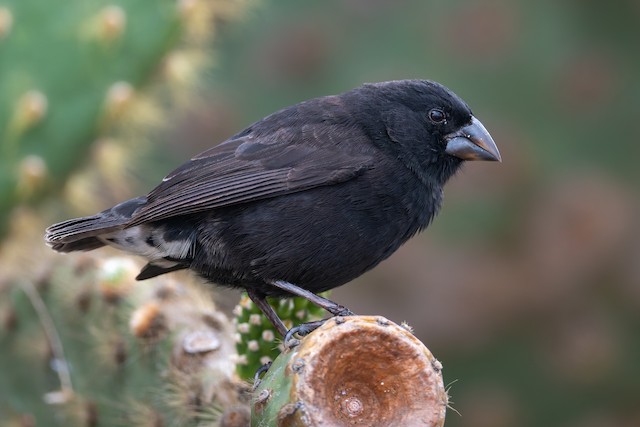 Medium Ground-Finch