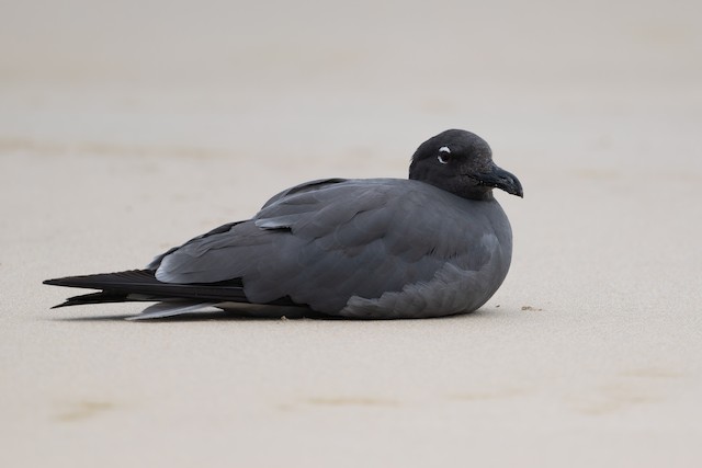 Lava Gull