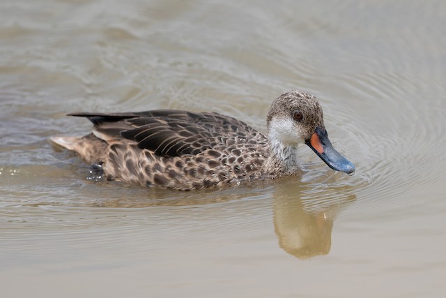 White-cheeked Pintail