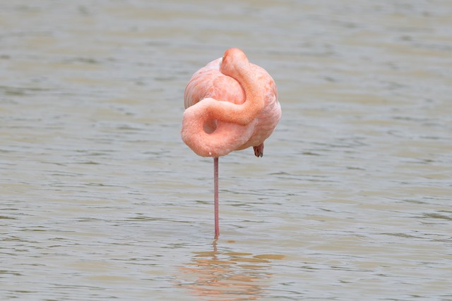 American Flamingo