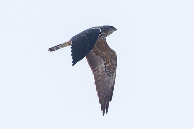 Mississippi Kite