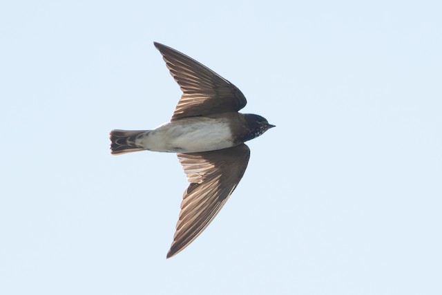 Cliff Swallow