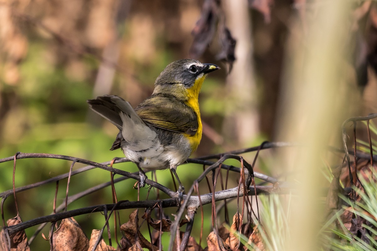 Yellow-breasted Chat - ML62793741