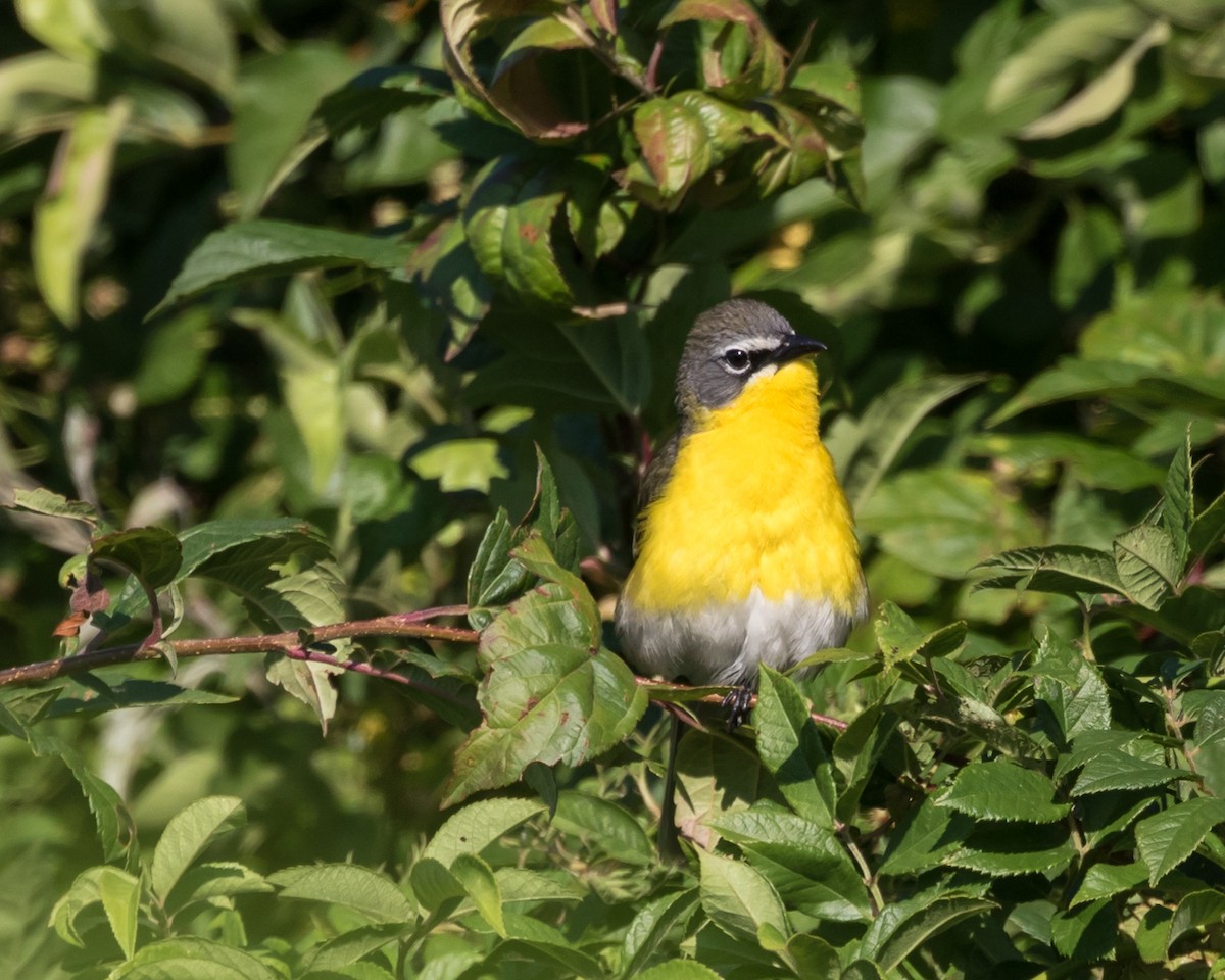 Yellow-breasted Chat - ML62794251
