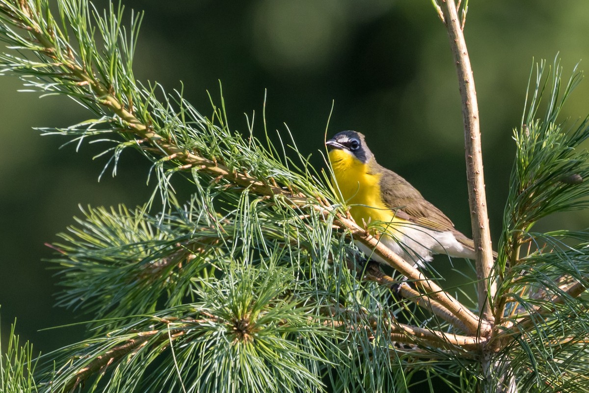 Yellow-breasted Chat - ML62794261