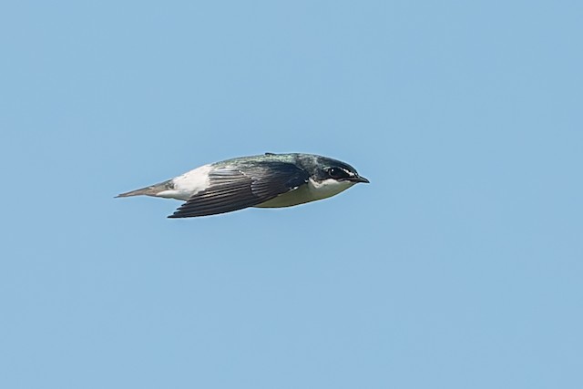 Mangrove Swallow