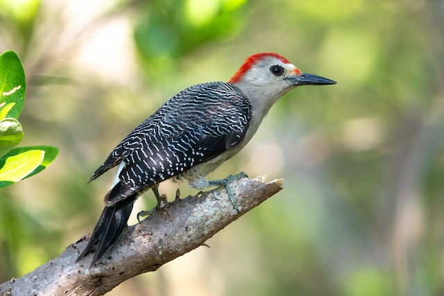 Golden-fronted Woodpecker