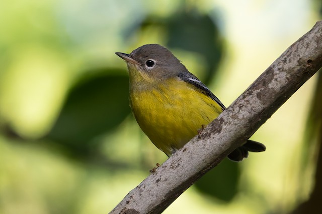 Magnolia Warbler