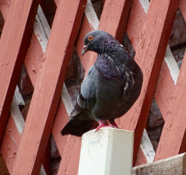 Pigeon biset (forme domestique) - ML62795591