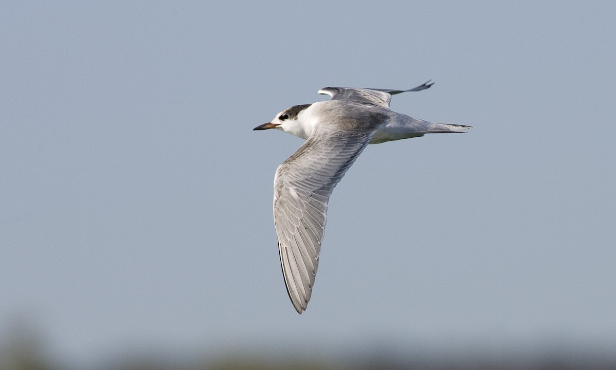 Common Tern - Brian Sullivan