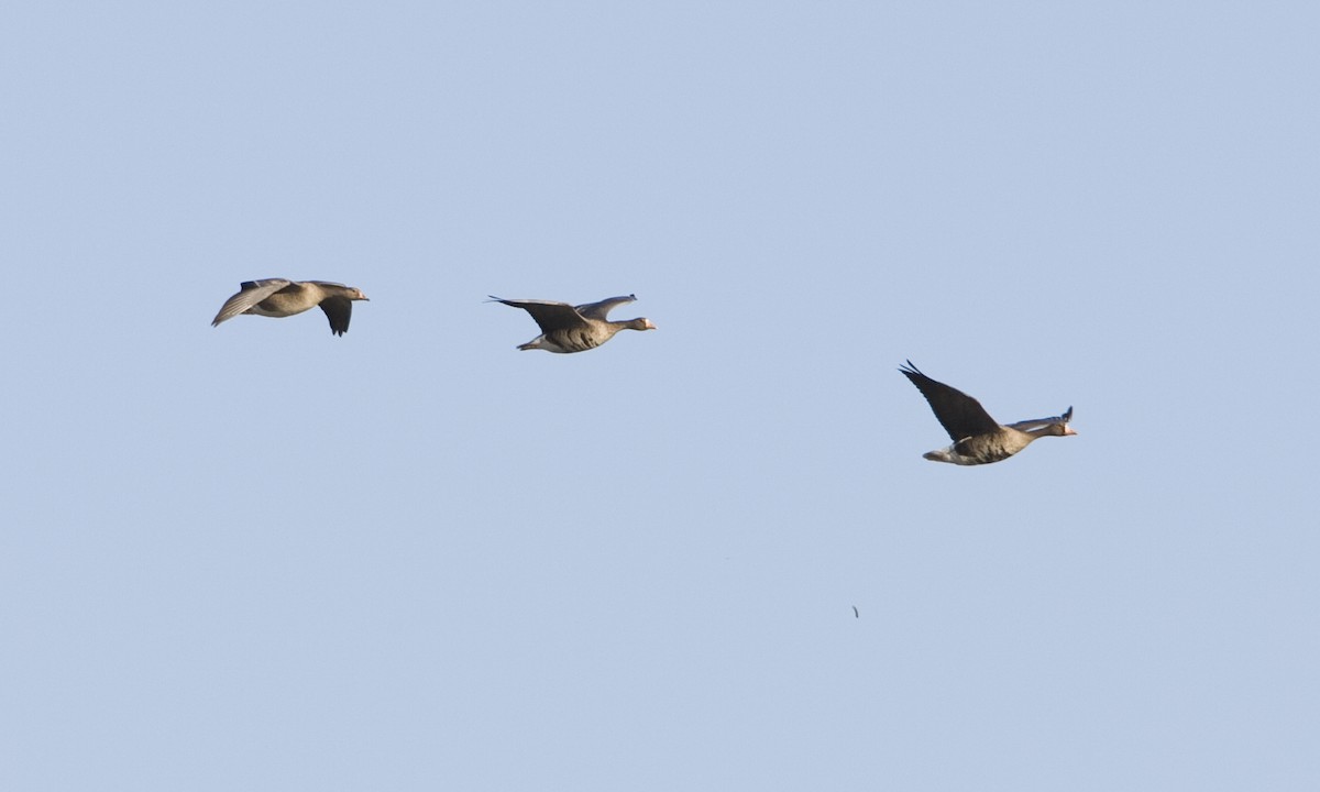 Greater White-fronted Goose - Brian Sullivan