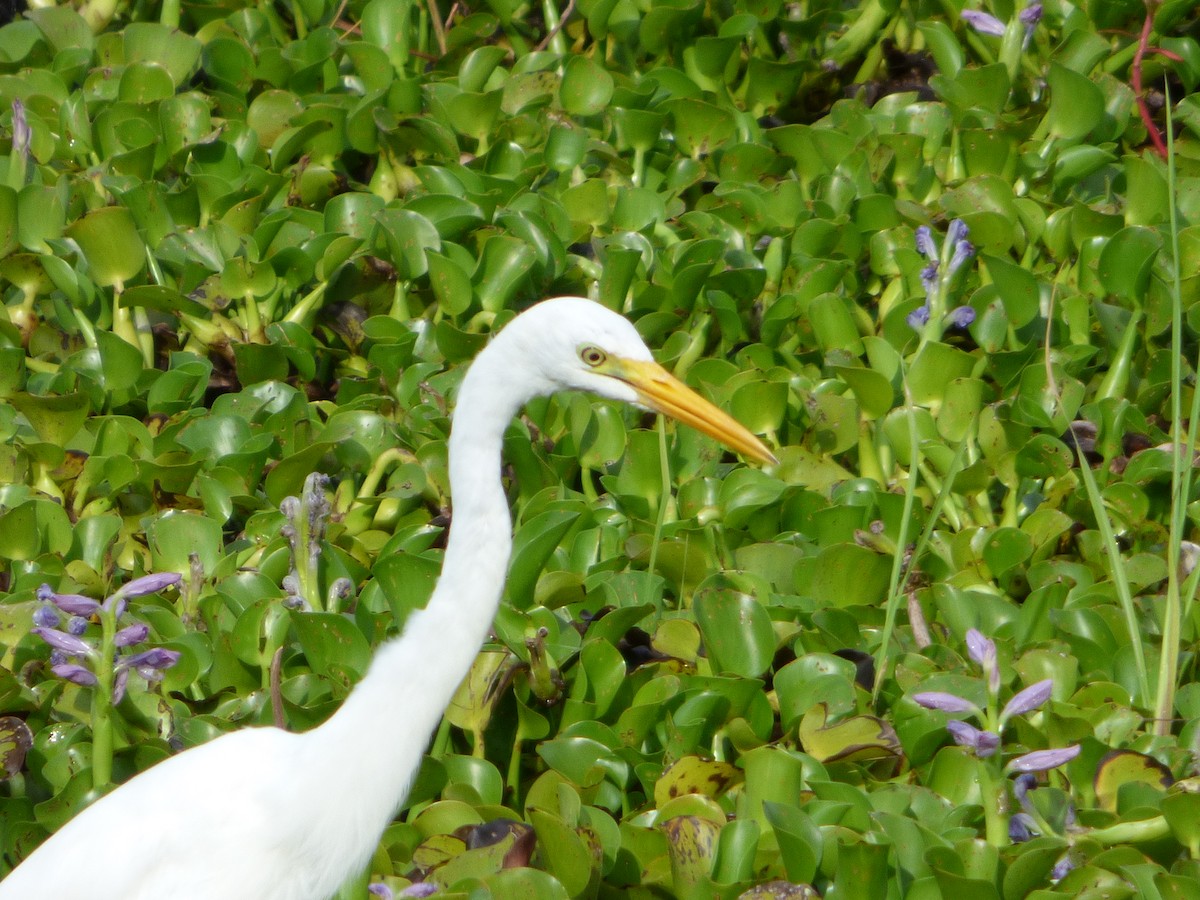 Yellow-billed Egret - Bill Crins