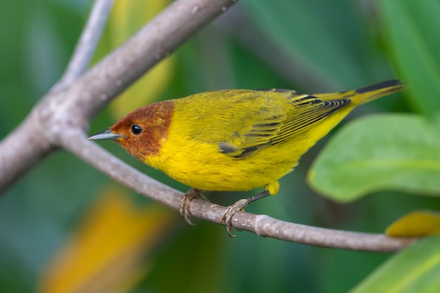 Mangrove Yellow Warbler