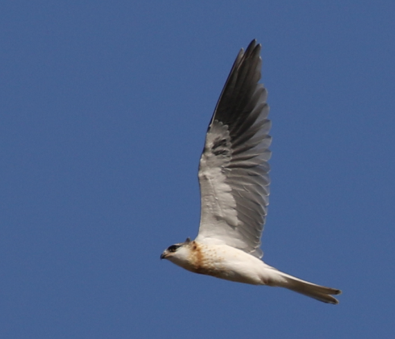 White-tailed Kite - ML62803681