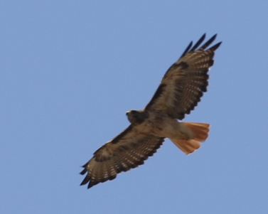Red-tailed Hawk - C. Jackson