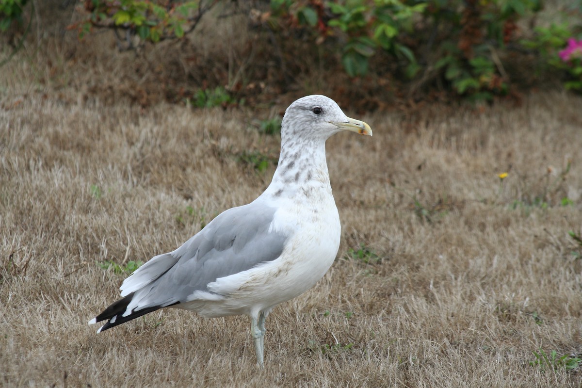 California Gull - ML62805561