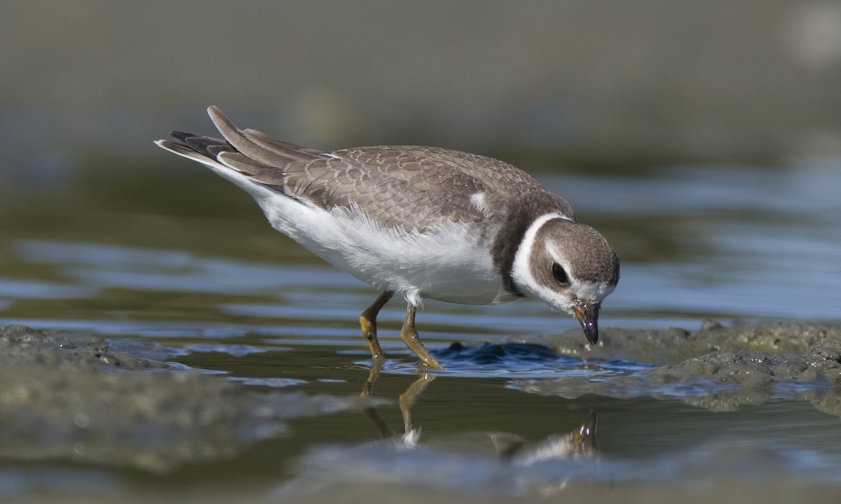 Semipalmated Plover - ML62806061