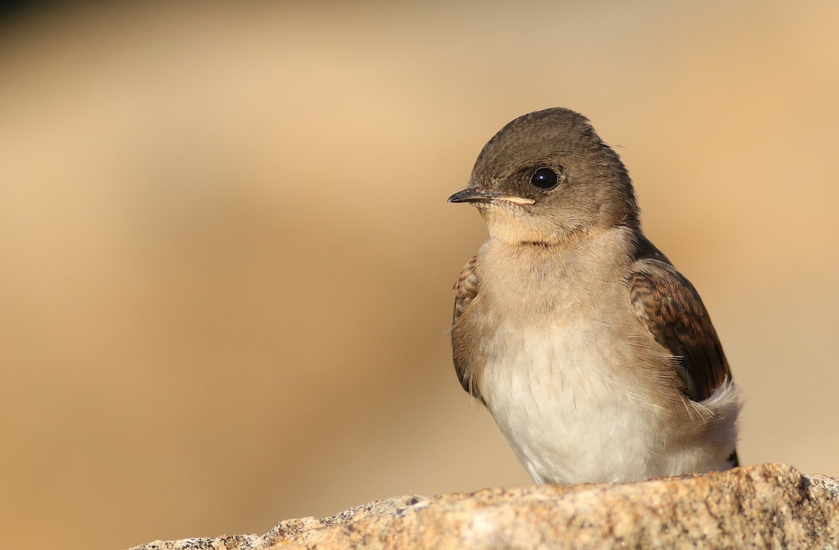 Northern Rough-winged Swallow - ML62806161