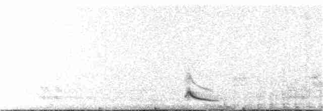 Австралийский совиный козодой - ML62807291