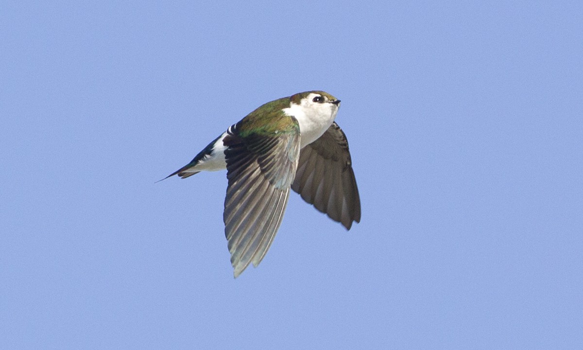 Violet-green Swallow - Brian Sullivan
