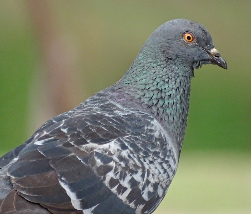 Rock Pigeon (Feral Pigeon) - ML62807851