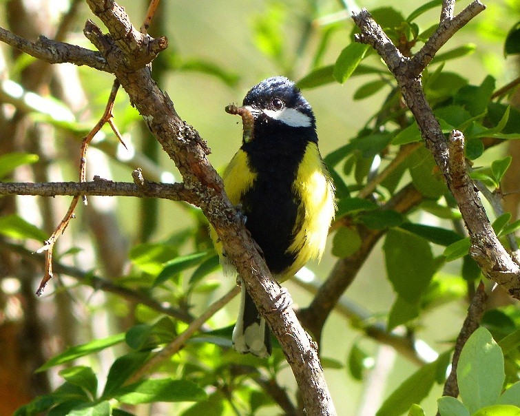 Green-backed Tit - ML62808151