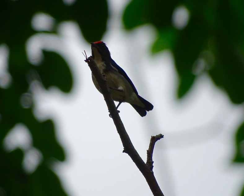 Scarlet-backed Flowerpecker - ML62808271